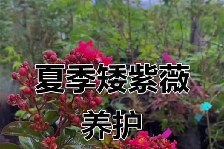 紫薇花怎么施肥,八种方法让紫薇花开的更绚丽