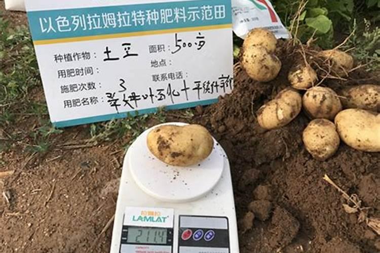 土豆几月份用肥,用什么肥料好？