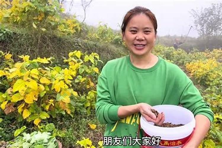 这三个时期追肥,荔枝高产稳产