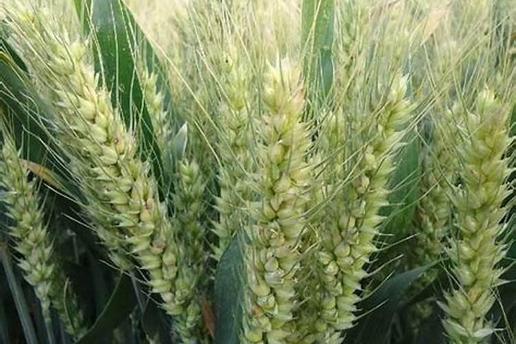 什么肥膨果期有明显效果