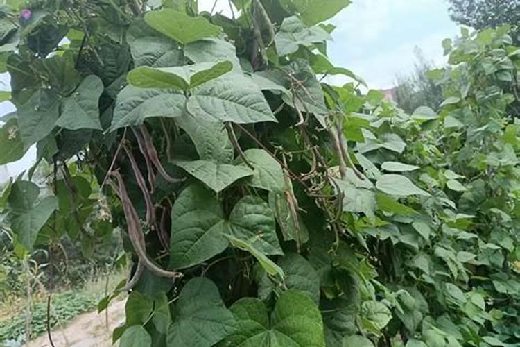 豆角用什么肥料效果好(种植豆角结果期需要什么叶面肥)