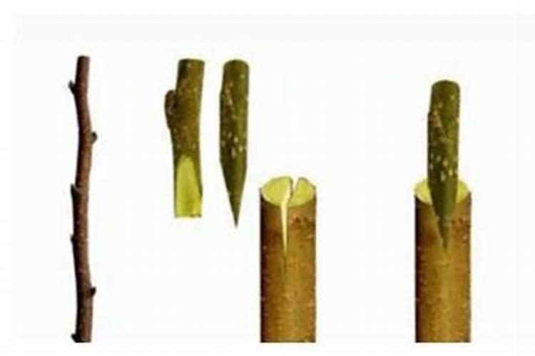 果树施硼肥怎么操作？果树施硼肥有什么用？