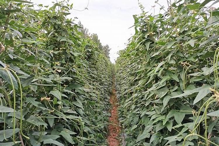 棉田怎样合理施用硼肥？