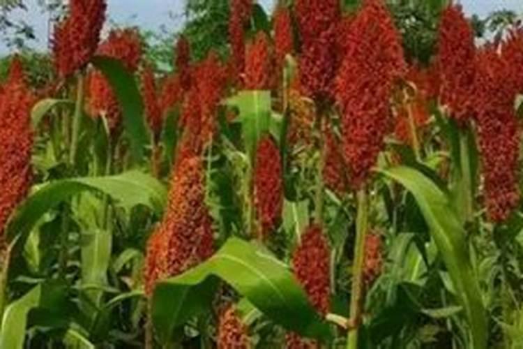 中微量元素肥料都适合哪些作物？