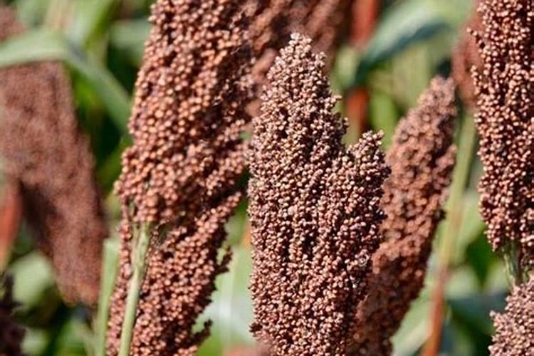 稷到底是小米还是高粱