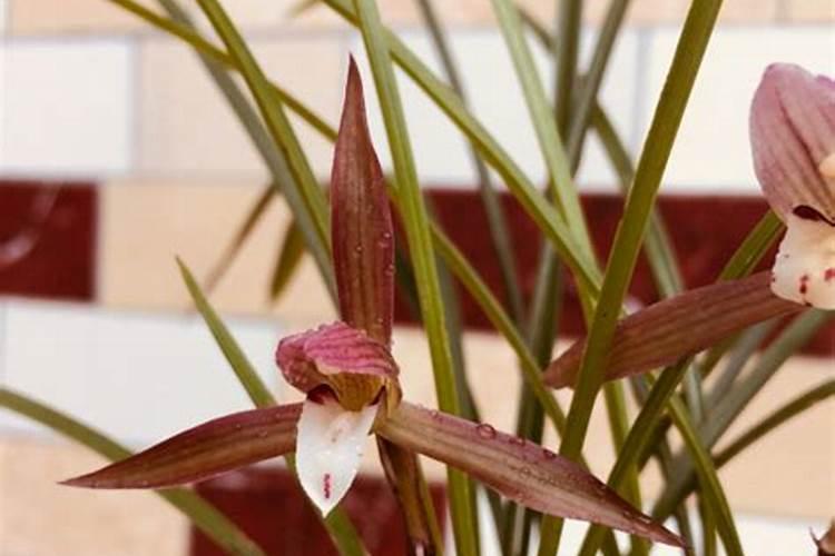 炒熟花生米压碎可以放入土里养花吗