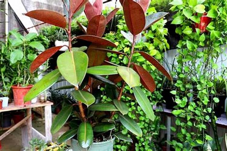 山药什么时候追肥合适