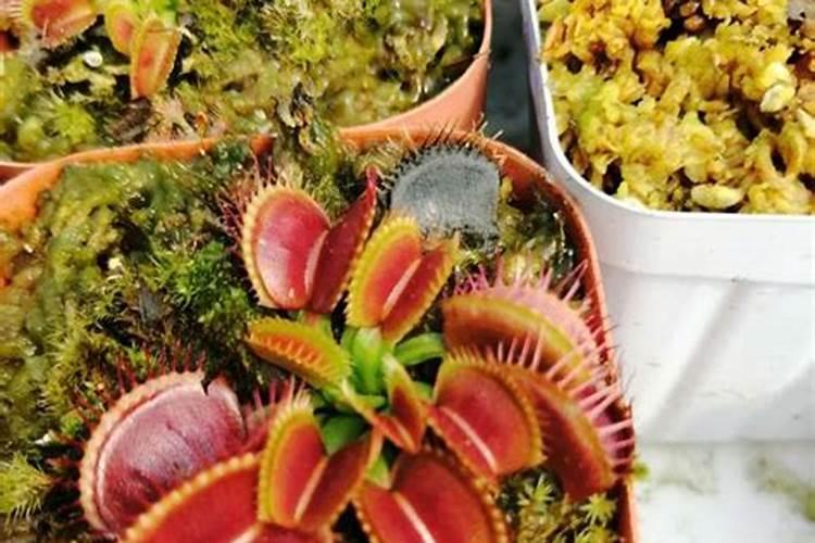 捕蝇草肥料怎么做