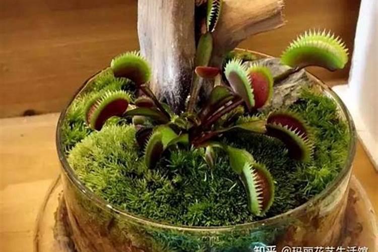 捕蝇草用什么肥料