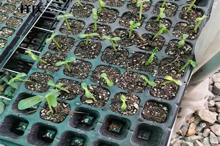 辣椒后期该用什么肥料