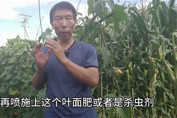 辣椒用什么肥料最好