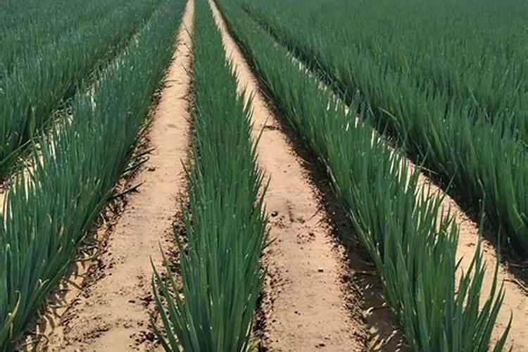 种植小葱用什么肥料？