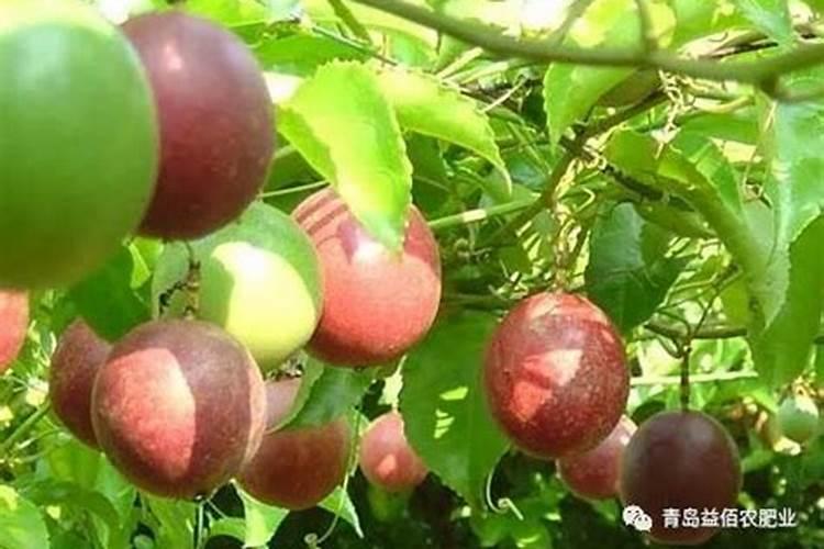 玉树浇什么肥料长得最快