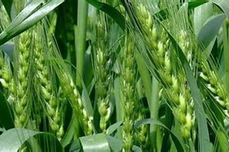 小麦冬季管理安全越冬的注意事项