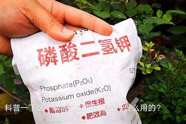磷酸二氢钾浇月季花使用方法