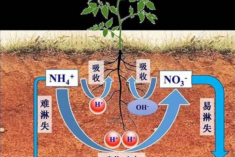 室内怎么养茶花