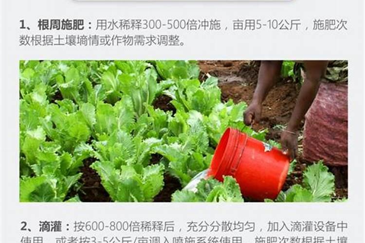 大葱用什么肥料长的快？腐植酸水溶肥助增收