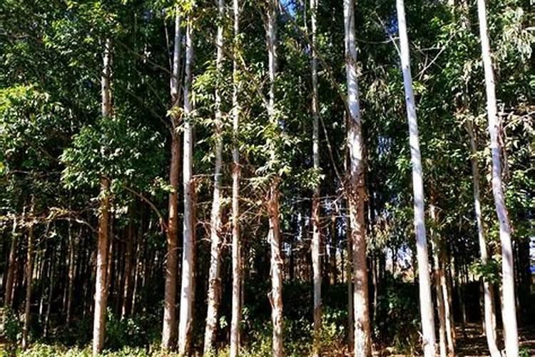 桉树黄叶用什么肥料