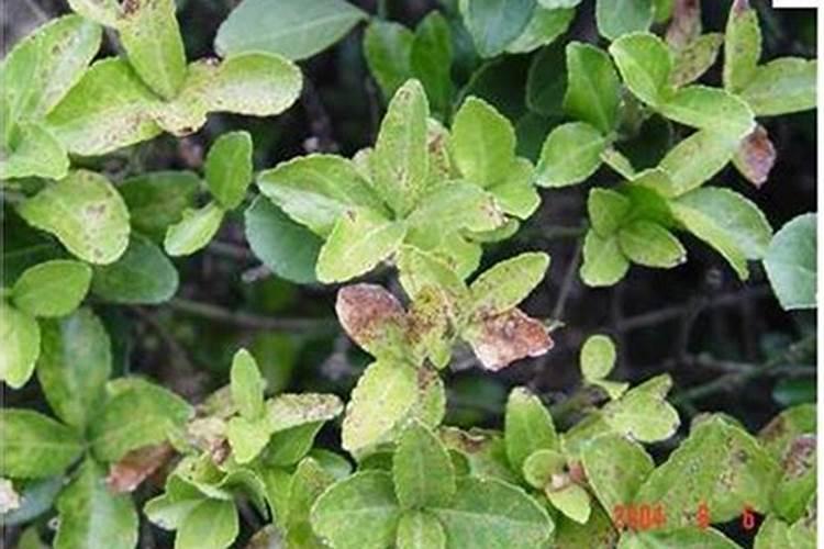 柑橘施肥时间和用量 柑橘施肥时间和用量是什么