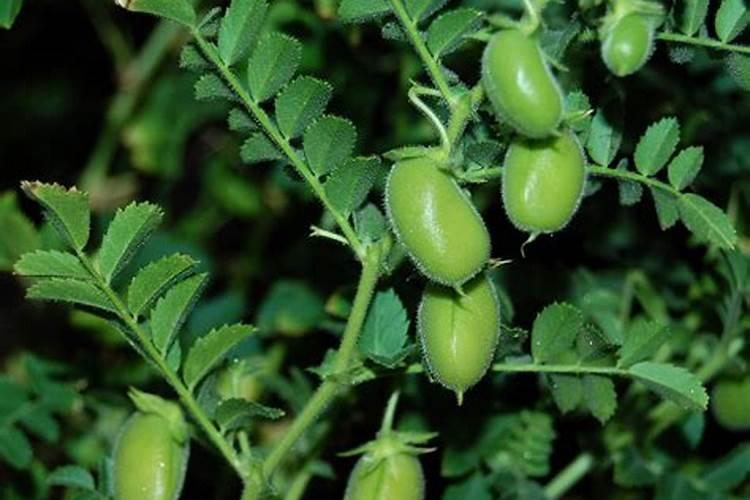 鹰嘴豆的种植方法