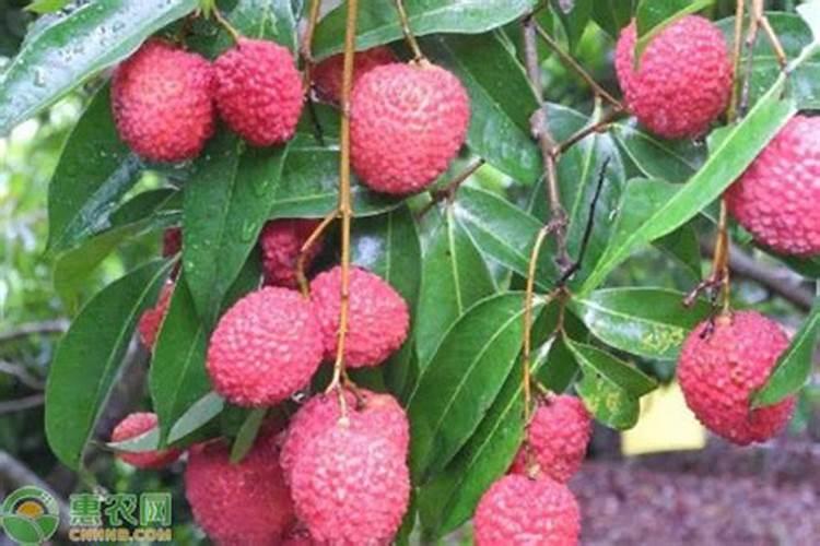 复合肥能做茶叶叶面肥吗