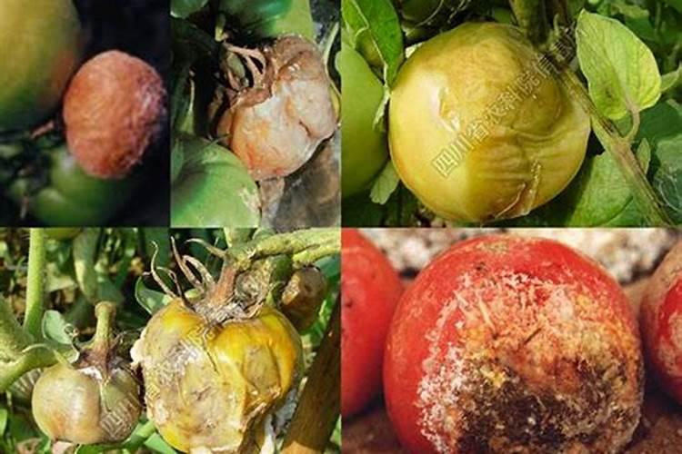 含腐植酸水溶肥料作用与使用方法