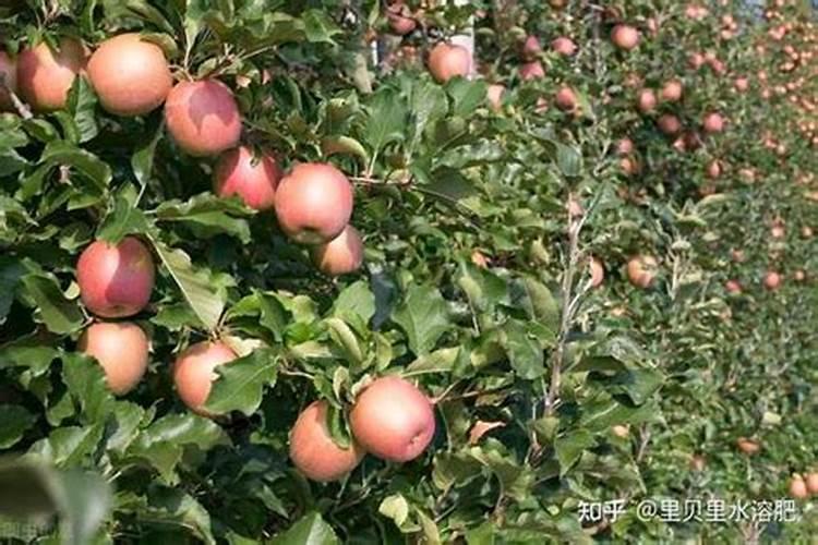 苹果树施肥时间,用什么水溶肥好