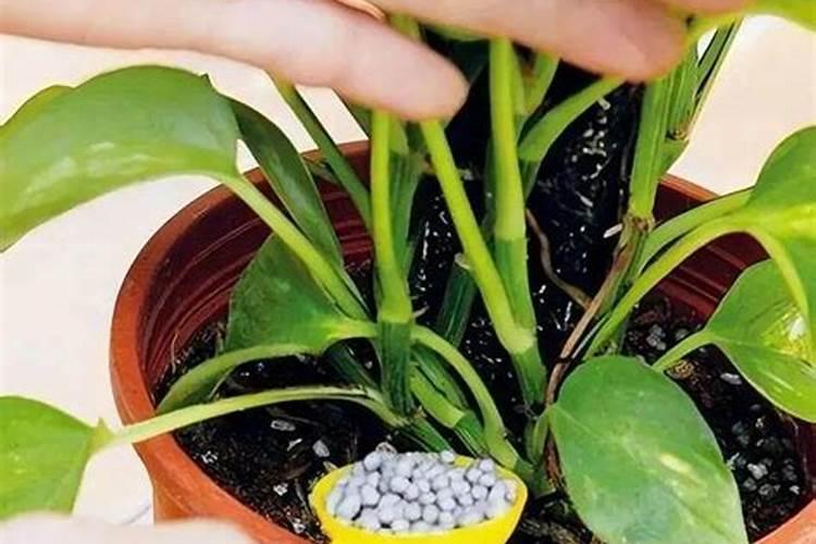 养花施肥小窍门方法(养花施肥八句口诀)