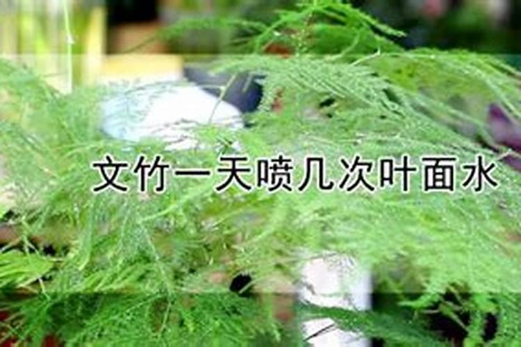 茶叶叶面肥用什么最好