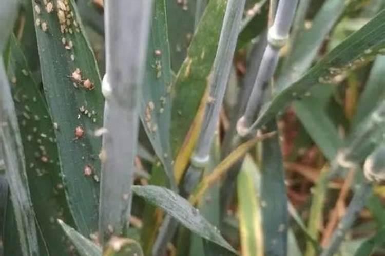 喷花卉药有哪些