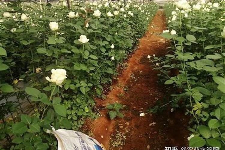 红薯用什么复合肥