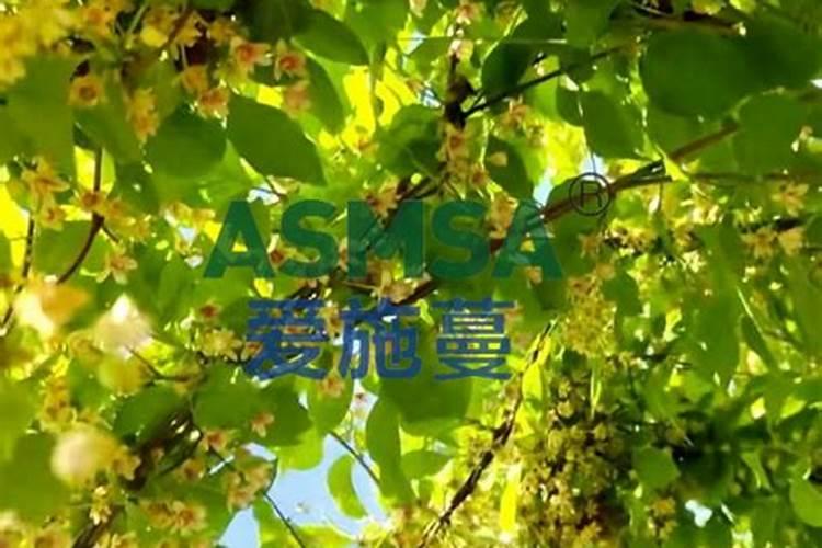 五味子如何科学施西安腐植酸水溶肥