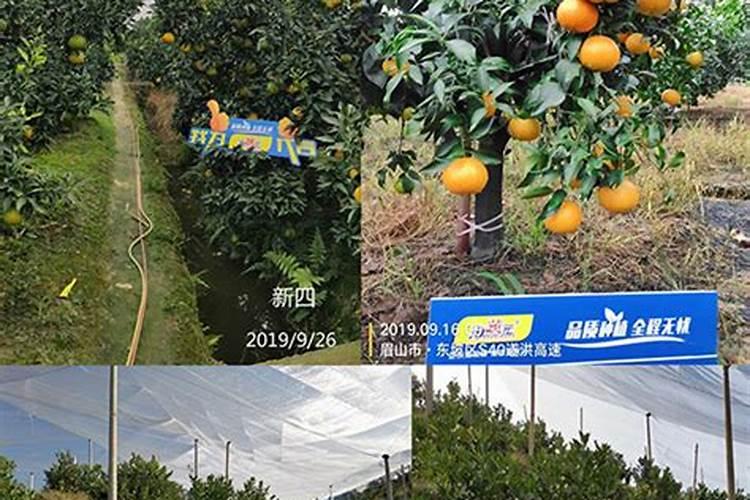 绿萝施肥需施什么肥料,叶黄施什么肥