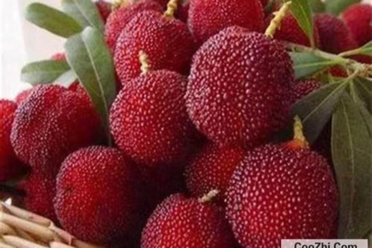 杨梅为什么不能施大量的磷肥