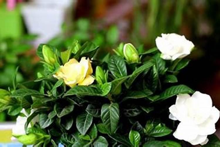 盆栽西红柿施什么肥料好