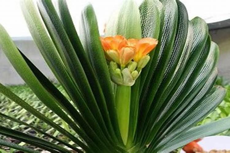 君子兰花谢后需要施什么肥