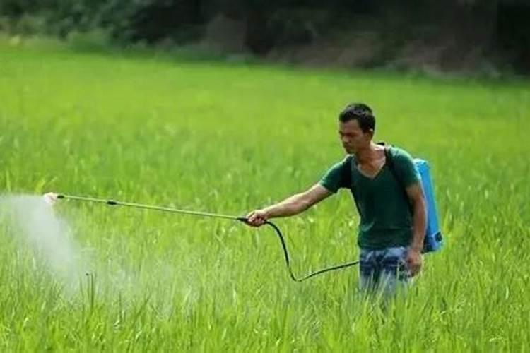 盆栽橘子用什么肥 盆栽橘子用的肥料是什么