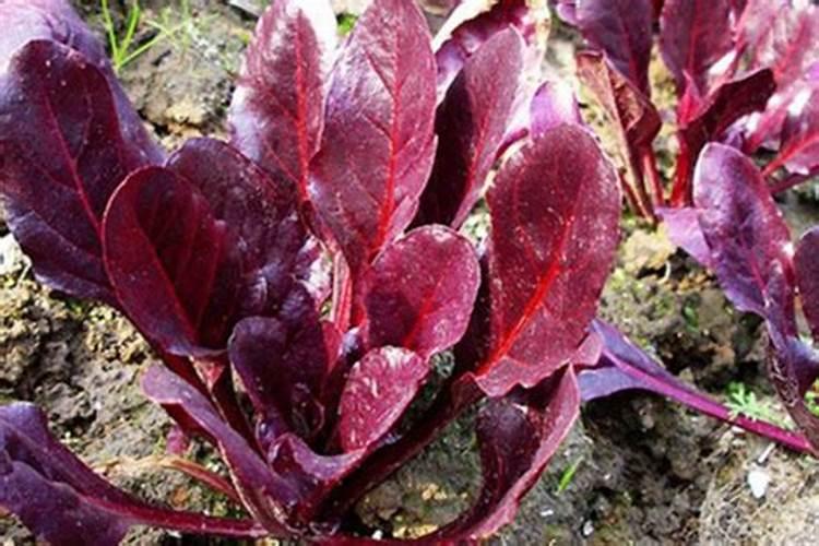 蔬菜锌肥用多了会怎样