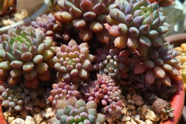 亚磷酸钾控旺什么时候打效果最好？