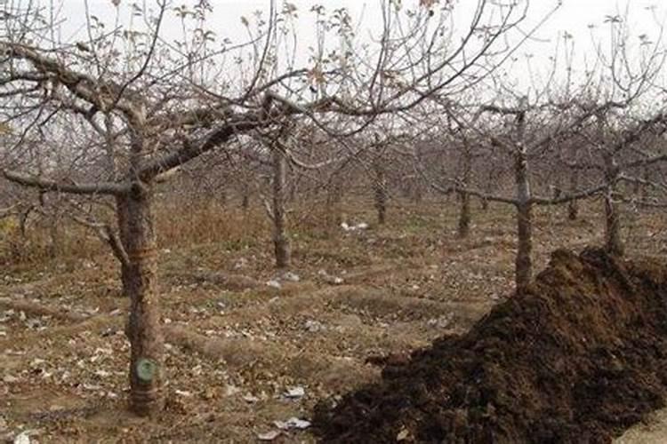 绿萝里面放酱油可以吗为什么