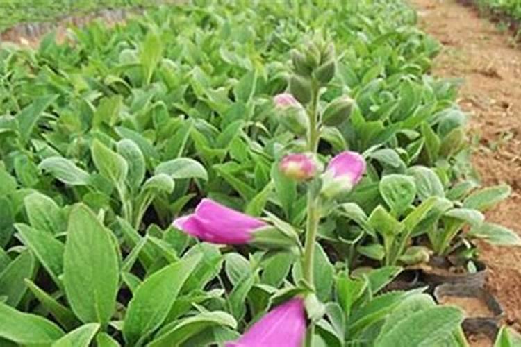 硫酸钾和硝酸钾喂蔬菜有哪些区别？