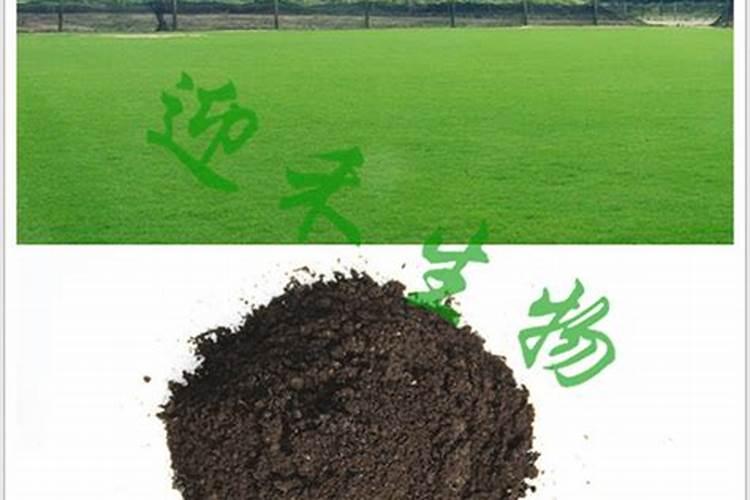 石榴坐果后如何施肥才能长得又大又甜？