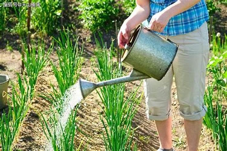 尿素可以喷施叶面肥吗