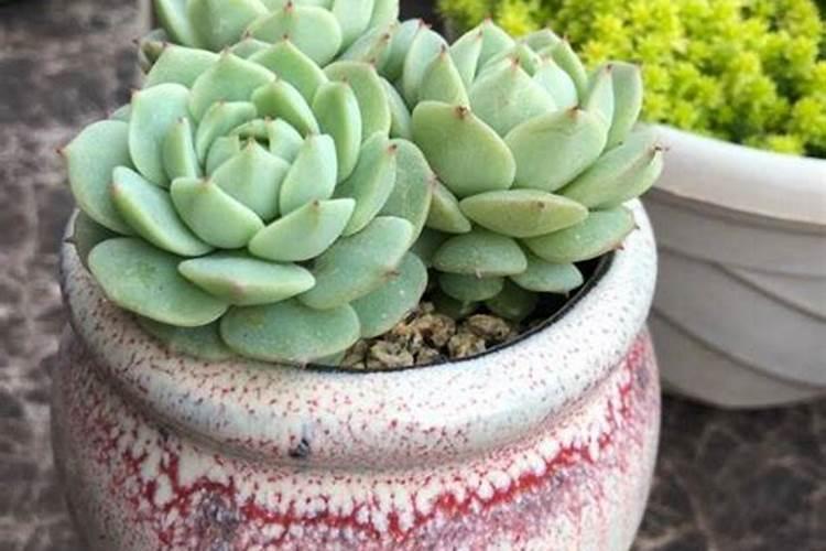 玉米施锌硼有好处吗