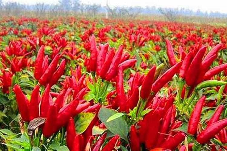 白菜上午浇水好还是下午浇水好