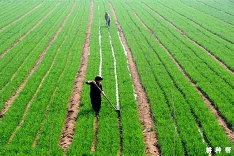 高钾水溶肥什么时候用