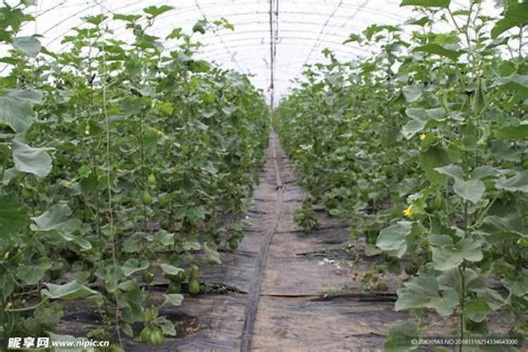 自制强力烂根除草剂,烂根除草剂有哪些