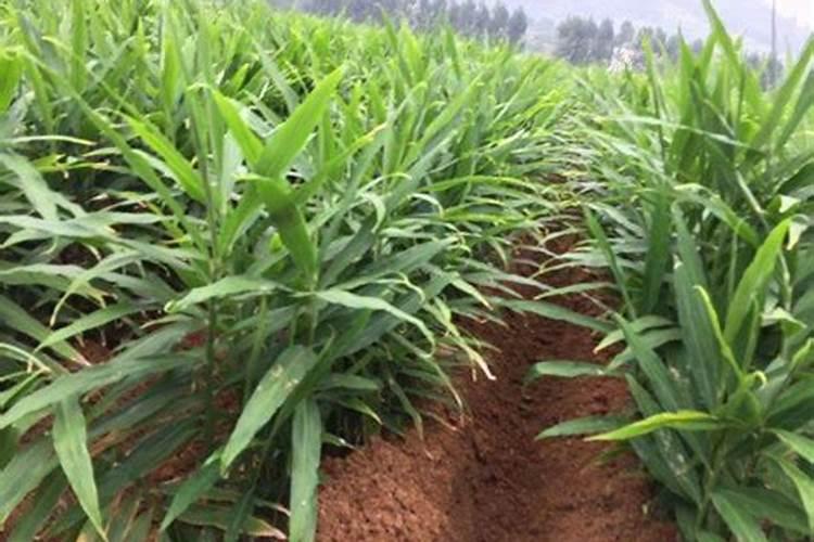 玉米后期打什么叶面肥能增加产量？