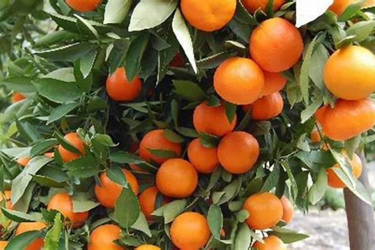 豇豆最忌什么化肥