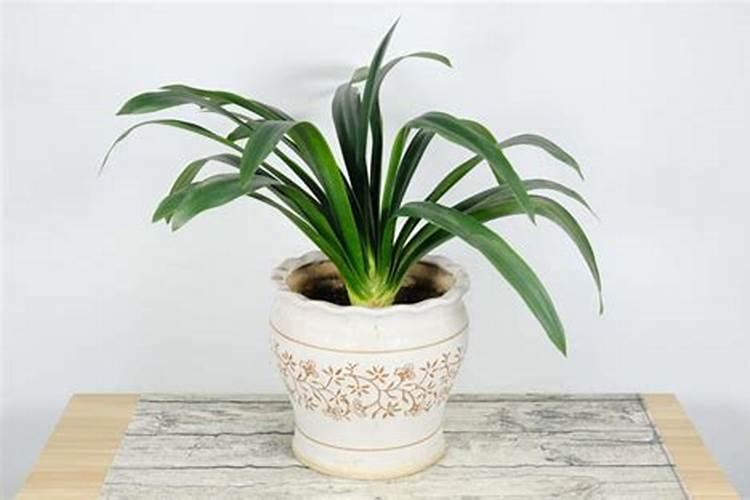 磷酸二铵与硝酸磷肥哪个好